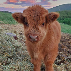 Meet your Posher, Cicily